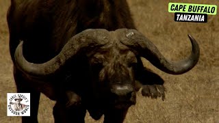 Tough Hunt for Cape Buffalo in Tanzania [upl. by Gabriell721]