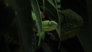 African green bush viper🐍🫣  shorts viral snake [upl. by Lilllie]