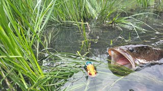 Edan Muncul letupan bertubi tubi ketika pemancing ini lempar umpan di sungai liar [upl. by Naihtniroc]