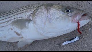 Striped Bass Surfcasting with Tin Lures [upl. by Yanahc134]