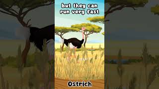 Why Ostriches Are So Weird [upl. by Anire]