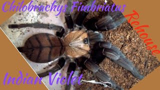 How to rehouse Chilobrachys Fimbriatus [upl. by Adelina]