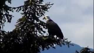 eagle prey baby squawk orca swim  with close up footage of orca Springer A73 and calf [upl. by Ienttirb]