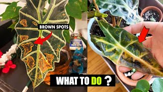 How to fix Brown spots on Alocasia leaves [upl. by Elinad]