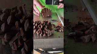 Cutting Pine Cones [upl. by Bartolemo]