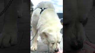 Top 10 dog breeds with the strongest bite force 😱😱 shorts [upl. by Natale687]