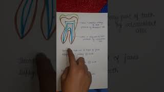 Type of human dentition  diphycodont  heterodont  bunodont thecodont enamel [upl. by Atena]