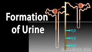 Formation of Urine  Nephron Function Animation [upl. by Neveda]