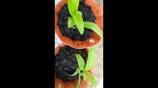 Tips Anggrek Sehat  Cara Menanam Anggrek di Sekam Bakar  Cara Suburkan Dendrobium [upl. by Yrokcaz784]