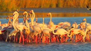 FARMINGOOS Birds Special Collection 8K VIDEO ULTRA VERSION 2024 [upl. by Luehrmann]