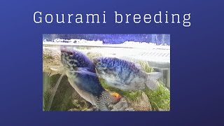 3 spot Blue amp Opaline Gourami Breeding [upl. by Morgan651]