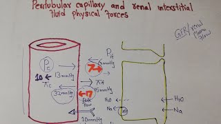 Renal interstitial hydrostatic pressure  Interstitial colloid osmotic pressure [upl. by Leoline839]