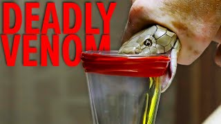 Deadliest Job in the World  Snake Milker Top 10 [upl. by Sirromad373]