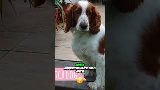 Meet the Welsh Springer Spaniel  Loyal Companion [upl. by Alleirbag340]