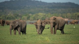 Largest gathering of Asian Elephants minneriya srilanka [upl. by Kurland]