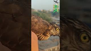 Sparrowhawk Released  Save Raptors  Bird  02 falconry pigeon [upl. by Natam]