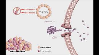 Anthelminthic drugs animation Mebendazole and Albendazole [upl. by Raimundo508]