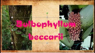 Bulbophyllum beccarii Мечта сбылась [upl. by Denae]