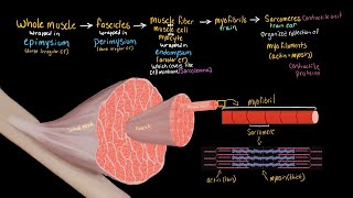 Structural Organization of Skeletal Muscle [upl. by Kampmann]