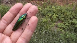 Jewel Beetle Golden Buprestid ～ タマムシ [upl. by Irab817]