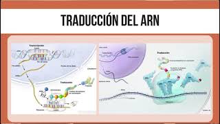 PROCESOS FUNDAMENTALES RELACIONADOS CON EL ADN REPLICACIÓN TRANSCRIPCIÓN Y TRADUCCIÓN [upl. by Fishman411]