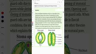 Explain the mechanism of opening and closing of stomata [upl. by Gnilsia]