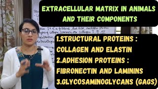 Extracellular Matrix in Animals  Components of Extracellular Matrix  ECM [upl. by Mari885]