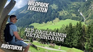 Avusturya Alpleri  Wildpark Ferleiten Gezisi  Alp Daglarinin Ortasindayim  4K  🇦🇹 [upl. by Anoy298]