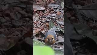 Orange headed thrush orangeheadedthrush birdwatchingbyranjit birds [upl. by Parks]