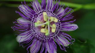 Passion Flower Passiflora incarnata [upl. by Nnairrehs]