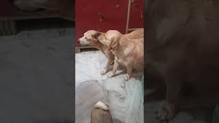 Agey oder nokuldana ditey hobey viral funny fourlegsfamily4407 [upl. by Yesdnik614]