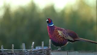 Ringnecked Pheasant [upl. by Ellehcor]