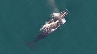 The Right Stuff Regulations for Right Whales [upl. by Terryn]