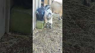 Baby Pygmy goats free rides 🤣 [upl. by Emalee]