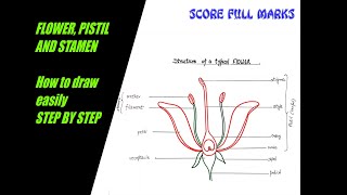 How to draw structure of FLOWER PISTIL STAMEN Reproduction in plants  part1 for class 9 to 12 [upl. by Marelda]