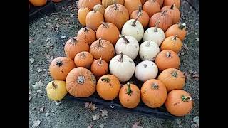 Pumpkins Harvest [upl. by Rudolf]