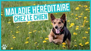 Les Maladies Génétiques Héréditaires des chiens [upl. by Hcra]