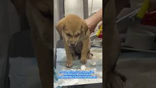 Rescue this injured puppy and give him medical treatment [upl. by Detta426]