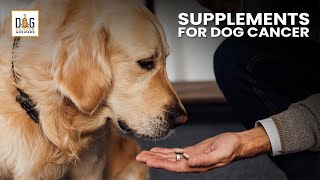 Supplements for Dogs with Cancer  Dr Demian Dressler Deep Dive [upl. by Ehrman]