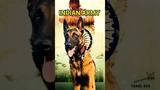 சுத்தமான தியாகம் Tribute to Indain service Dog Panthom tamil shortsfeed autobotz TamilEEK [upl. by Elfreda]