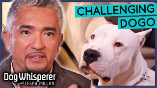 Intimidating Dogo Argentino Is Impossible To Restrain  Dog Whisperer With Cesar Millan [upl. by Nosae509]