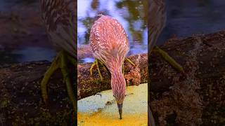 Birds vs fish 🐠🐟 shorts birds animals birdslover ytshorts nature trending [upl. by Nothgierc]