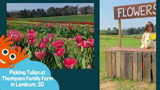 Picking Tulips at Thompson Family Farm Landrum SC [upl. by Esir]