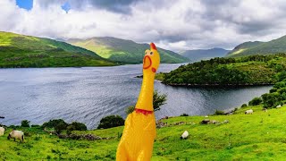 Les Croustichats  Les poules du Connemara [upl. by Aihsit65]