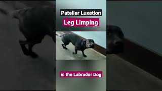 Leg Limping due to Patella Luxation in Labrador Dog [upl. by Edson]