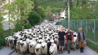 POSLJEDNJI NOMADI IZ BOSNE ELDIN I NJEGOVIH 1200 OVACA PUTUJU VEĆ DANIMA [upl. by Rajewski]