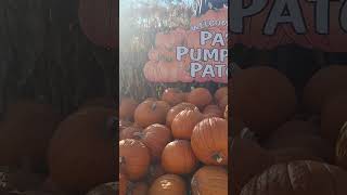 Pas Pumpkin Patch in Lakewood open now 🎃 [upl. by Einehpets]