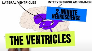 2Minute Neuroscience The Ventricles [upl. by Chon]