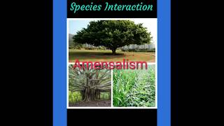 AMENSALISM SYMBIOTIC RELATIONSHIP  SPECIES INTERACTION  ECOLOGICAL INTERACTION [upl. by Cardwell]