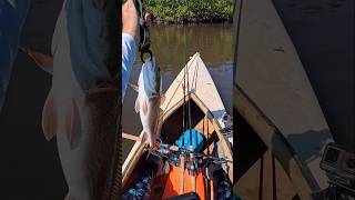 Mosquito Lagoon fishing from a kayak for redfish kayakfishing fishingvideo redfish [upl. by Myke]